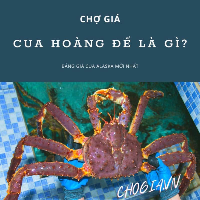 Cua alaska là gì? Giá cua alaska hôm nay bao nhiêu 3 CUA HOANG DE