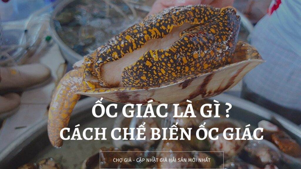 Ốc giác là gì? Cập nhật giá ốc giác hôm nay 5 Ốc giác là gì? Giá ốc giác hôm nay