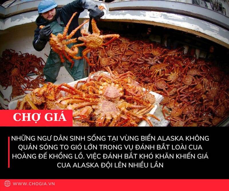 Cua alaska là gì? Giá cua alaska hôm nay bao nhiêu 4 Việc đánh bắt khó khăn khiến giá cua Alaska đội lên nhiều lần