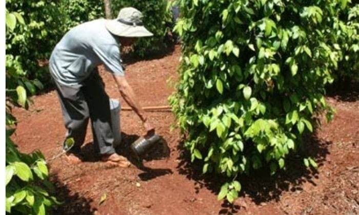 Bật mí cách chăm sóc và làm bồn cho cây tiêu cho bà con nông dân 4 cach cham soc cay tieu