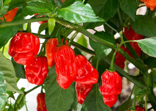Tổng hợp các loại ớt đắt nhất thế giới hiện nay 6 istockphoto 1175071769 612x612 1