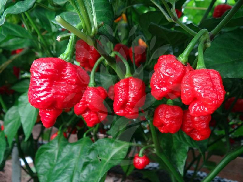 Tổng hợp các loại ớt đắt nhất thế giới hiện nay 8 ot dat nhat the gioi trinidad moruga scorpion 64317