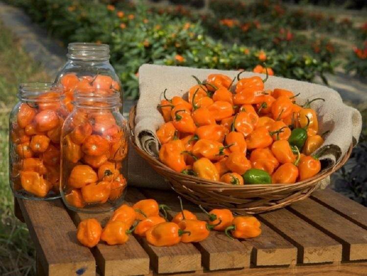 Tổng hợp các loại ớt đắt nhất thế giới hiện nay 9 ot habanero la gi 1