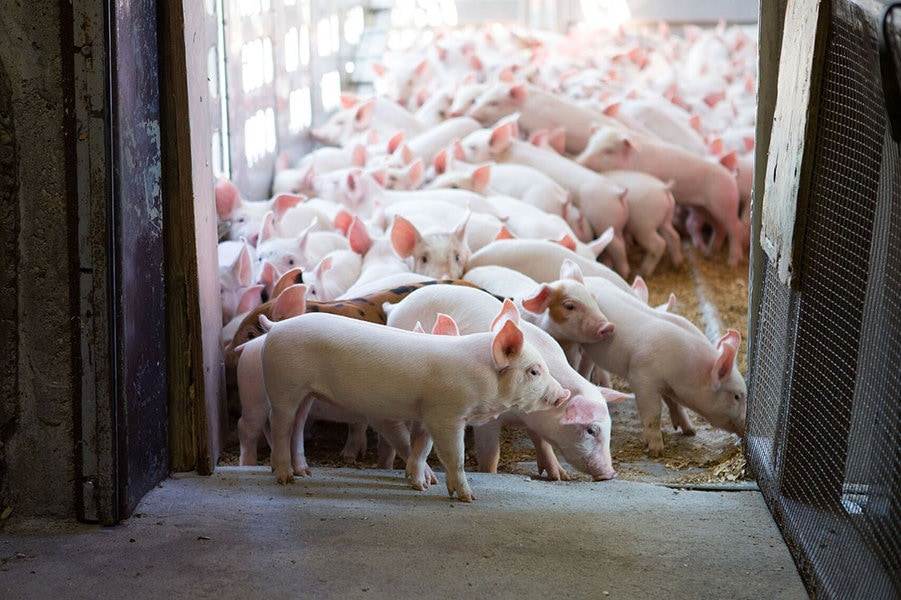 Giá lợn hơi ngày 29/3: Tăng nhẹ tại khu vực miền Trung - Tây Nguyên