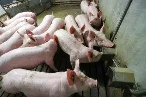 Giá lợn hơi ngày 30/3: Tăng ở miền Nam