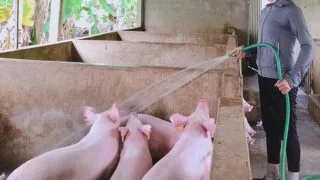 Giá lợn hơi ngày 24/3: Đi ngang ở hầu hết các khu vực