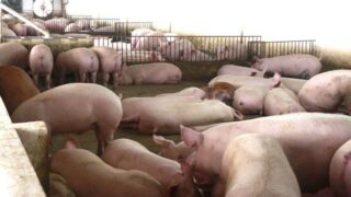 Giá lợn hơi ngày 20/3: Giá lợn trong tuần biến động trái chiều