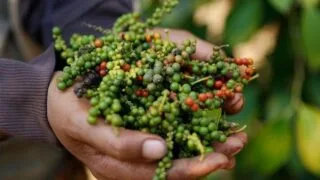 Giá tiêu ngày 21/3: Tiếp tục chững giá