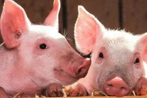 Giá lợn hơi ngày 27/3: Tăng 1.000 - 4.000 đồng