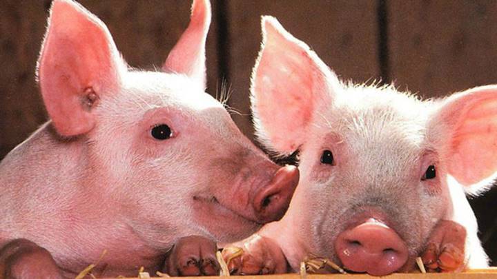 Giá lợn hơi ngày 27/3: Tăng 1.000 - 4.000 đồng