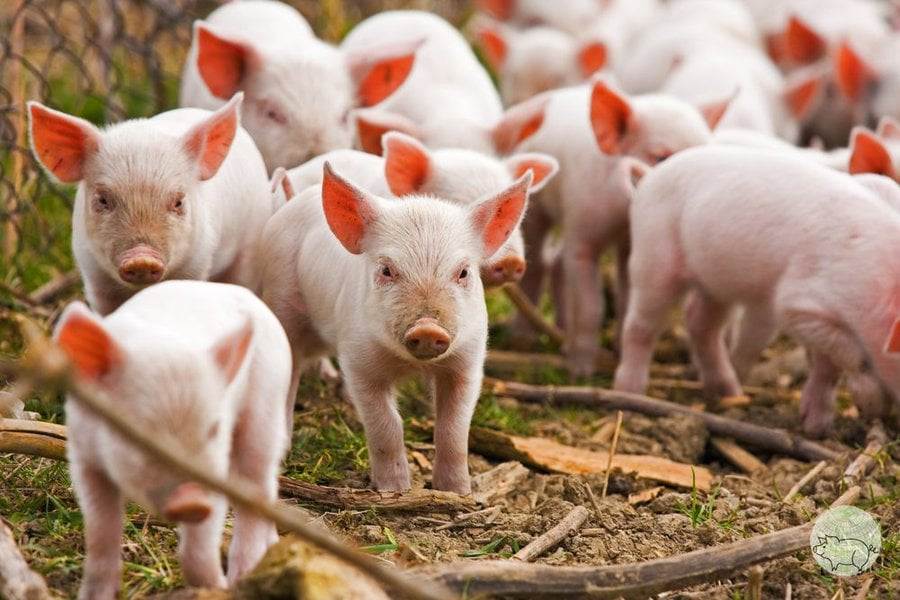 Giá lợn giống giảm một nửa sau hơn một năm
