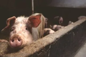 Giá lợn hơi ngày 16/4: Tăng mạnh ở nhiều tỉnh