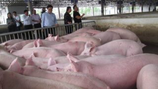 Giá lợn hơi ngày 10/4: Tăng giảm trái chiều