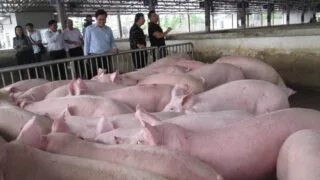 Giá lợn hơi ngày 10/4: Tăng giảm trái chiều