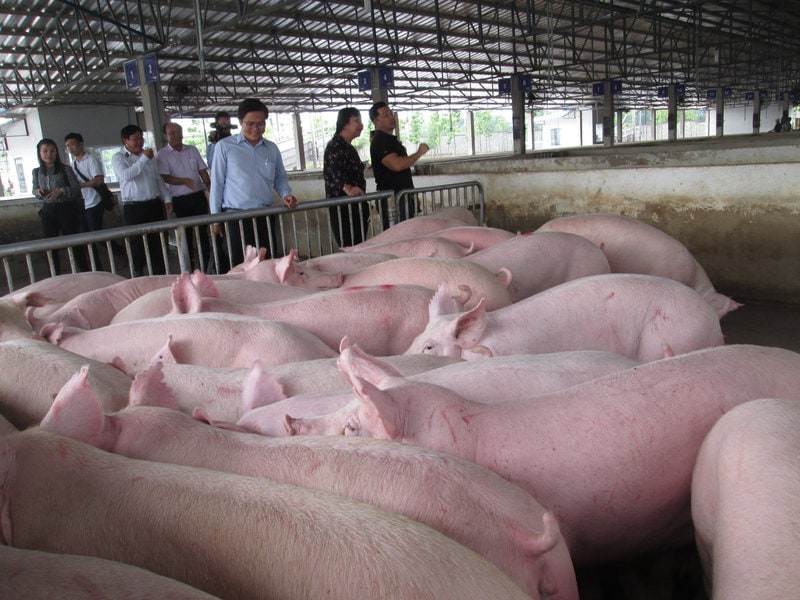 Giá lợn hơi ngày 10/4: Tăng giảm trái chiều