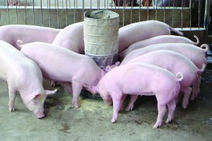 Giá lợn hơi ngày 5/4: Tăng rải rác ở một số khu vực