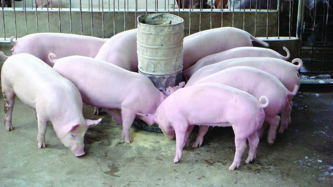 Giá lợn hơi ngày 5/4: Tăng rải rác ở một số khu vực