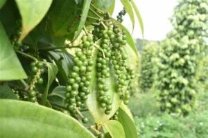 Giá tiêu ngày 5/4: Duy trì ổn định