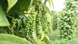 Giá tiêu ngày 5/4: Duy trì ổn định