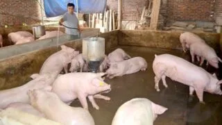 Giá lợn hơi ngày 23/5: Miền Nam ghi nhận biến động nhẹ