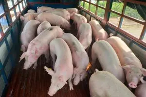 Giá lợn hơi ngày 27/6: Tiếp tục tăng nhẹ ở một vài khu vực