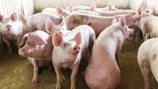 Giá lợn hơi ngày 8/6: Giảm nhẹ tại khu vực miền Nam