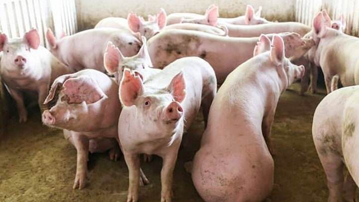 Giá lợn hơi ngày 8/6: Giảm nhẹ tại khu vực miền Nam