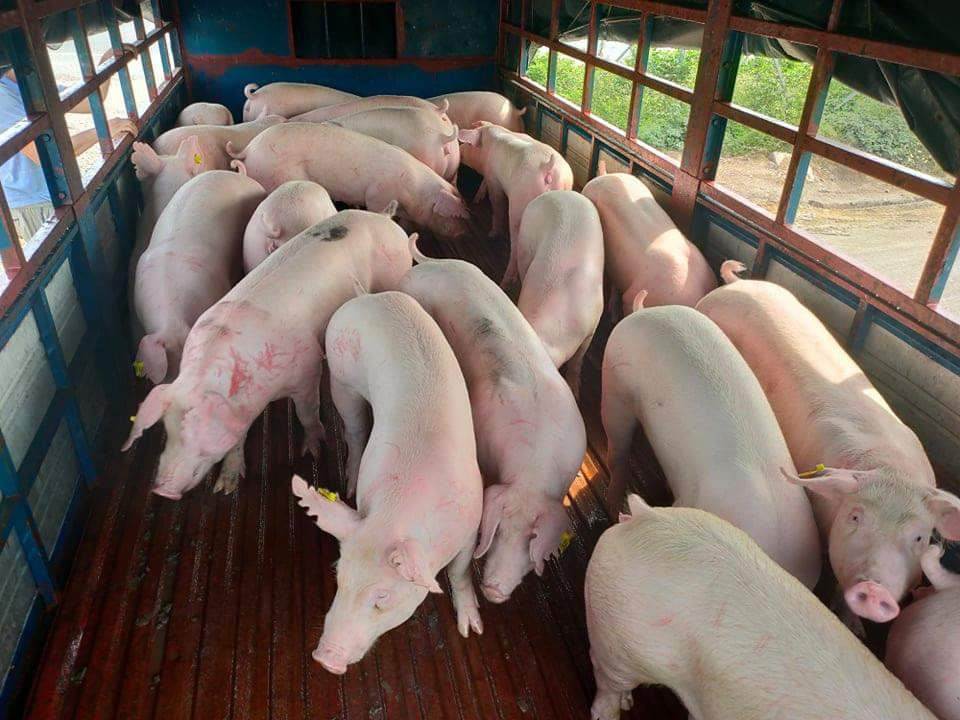 Giá lợn hơi ngày 27/6: Tiếp tục tăng nhẹ ở một vài khu vực
