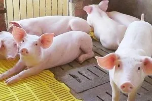 Giá lợn hơi ngày 14/7: Tăng mạnh 7.000 đồng/kg tại miền Trung