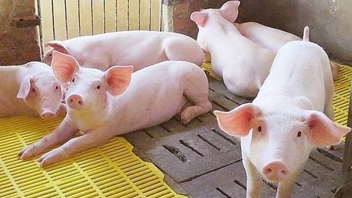 Giá lợn hơi ngày 14/7: Tăng mạnh 7.000 đồng/kg tại miền Trung