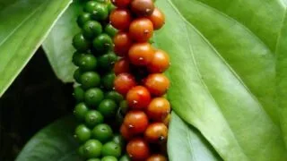 Thị trường Trung Quốc mang lại tín hiệu tích cực cho hồ tiêu Việt Nam