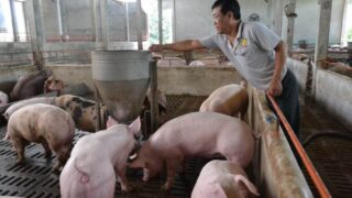Giá lợn hơi ngày 19/7: Tiếp tục tăng mạnh lên đên 7.000 đồng/kg