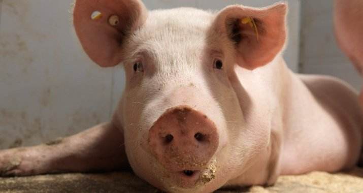 Giá lợn hơi ngày 2/7: Tăng từ 1.000 - 5.000 đồng/kg tại miền Trung