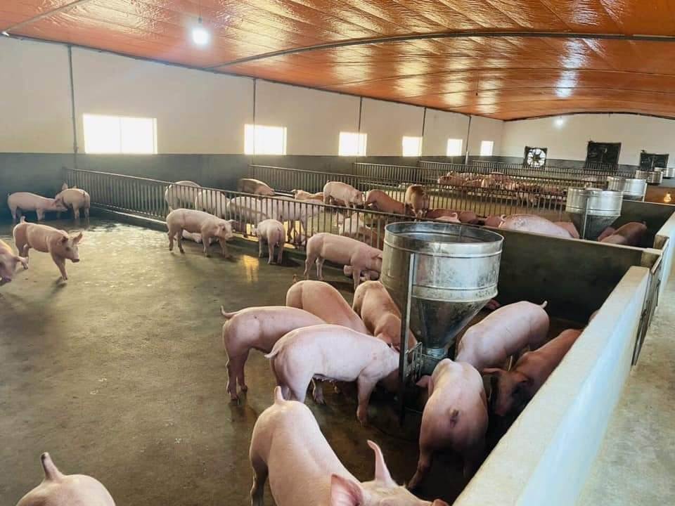Giá lợn hơi ngày 23/8: Có nơi tăng mạnh 6.000 đồng/kg
