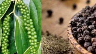 Hồ tiêu Việt Nam vẫn giữ vị trí đứng đầu trên thị trường thế giới