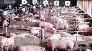 Giá lợn hơi ngày 7/9: Ghi nhận biến động nhẹ
