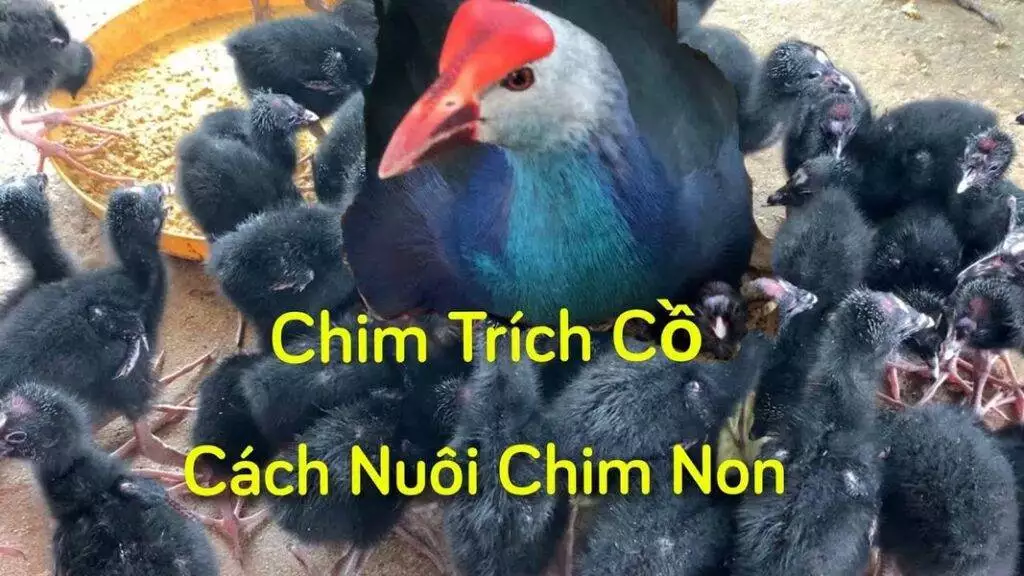 cach nuoi chim trich co