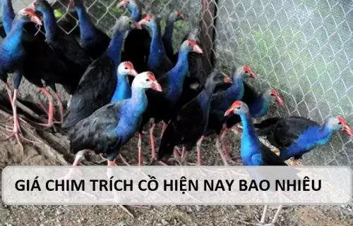 gia chim trich co hien nay