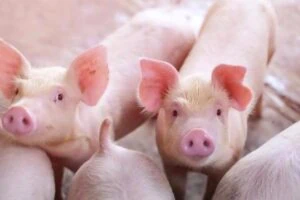 Giá lợn hơi ngày 17/9: Chưa ngưng đà giảm