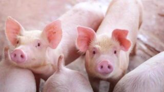Giá lợn hơi ngày 17/9: Chưa ngưng đà giảm