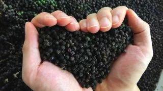 Giá hồ tiêu xuất khẩu của Việt Nam không có sự biến động