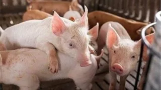 Giá lợn hơi ngày 29/11: Mức giảm cao nhất 5.000 đồng