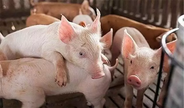 Giá lợn hơi ngày 29/11: Mức giảm cao nhất 5.000 đồng