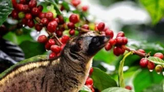 cafe copi luwak
