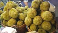 sau rieng la gi