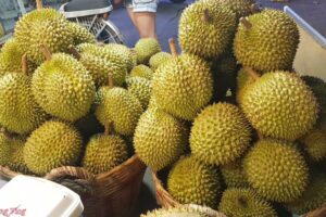 sau rieng la gi