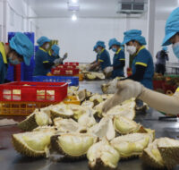 Nông dân cà phê Việt Nam đón đầu “làn sóng” sầu riêng Trung Quốc 14 sau rieng5 1664931987884