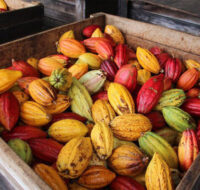 Giá ca cao tăng vọt, ngành bánh kẹo đối mặt sức ép chưa từng có 7 vuon cay cacao3