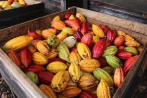 vuon cay cacao3