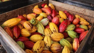 vuon cay cacao3